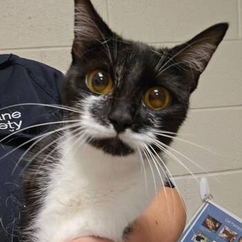 Mamma Mia -  Domestic Short Hair Cat for Adoption in Bristol, Indiana - Mamma Mia | PetCurious