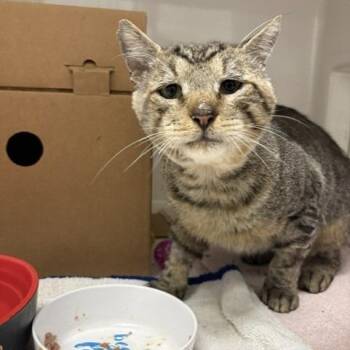 Anfurrny (Tony) -  American Shorthair Cat for Adoption - Anfurrny (Tony) | PetCurious