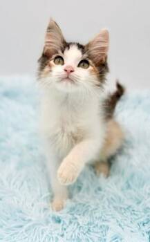 Fluff -  Maine Coon Cat for Adoption in Covington, Louisiana - Fluff | PetCurious