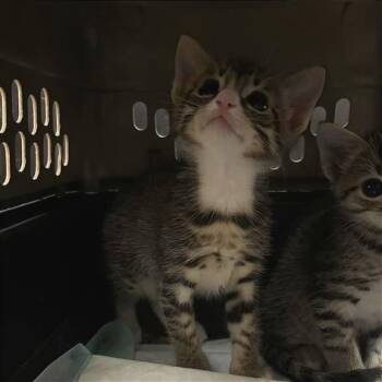 Amanda Panda -  Domestic Short Hair Cat for Adoption in Tempe, Arizona - Amanda Panda | PetCurious