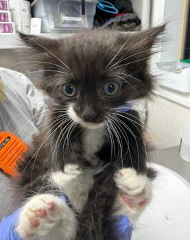 Zoink! -  Domestic Medium Hair Cat for Adoption in Pomona, New York - Zoink! | PetCurious