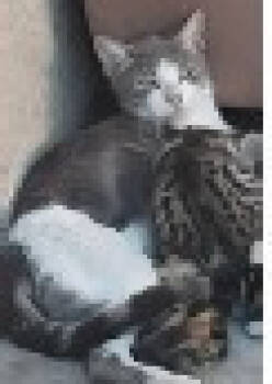 Rescue Domestic Short Hair Cats for Adoption in Thompson Falls, Montana - Janie | PetCurious