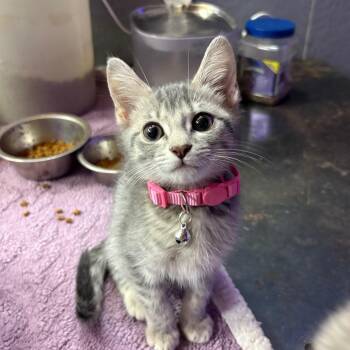 Meredith -  Domestic Short Hair Cat for Adoption in Greenfield, Indiana - Meredith | PetCurious