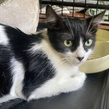 Penelope -  Domestic Short Hair Cat for Adoption in San Francisco, California - Penelope | PetCurious