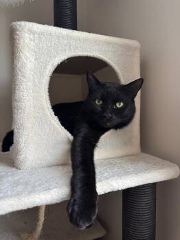 Rescue Domestic Short Hair Cats for Adoption in Chicago, Illinois - Fry (& Ritz) | PetCurious