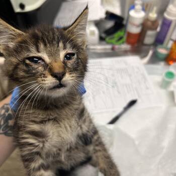 Puma -  Domestic Short Hair Cat for Adoption in Summerville, South Carolina - Puma | PetCurious