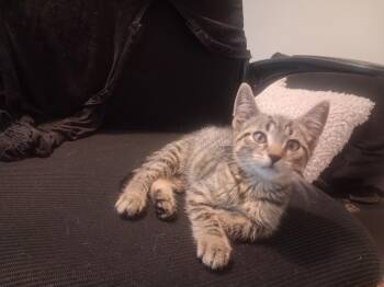Moe -  Domestic Short Hair Cat for Adoption in Walnutport, Pennsylvania - Moe | PetCurious