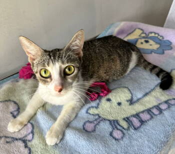 Rescue Domestic Short Hair Cats for Adoption in Margate, Florida - MEREDITH | PetCurious