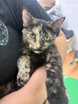 Scalene -  Domestic Short Hair Cat for Adoption in Lake Tapwingo, Missouri - Scalene | PetCurious
