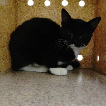 No name_2 -  Domestic Short Hair Cat for Adoption in San Gabriel, California - No Name_2 | PetCurious