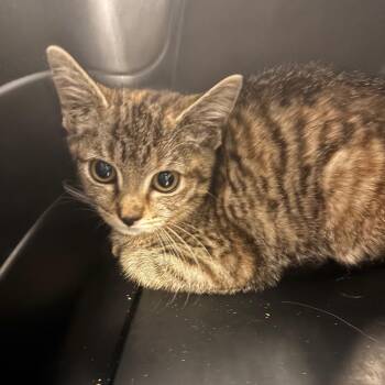 Seabiscuit -  Domestic Short Hair Cat for Adoption in Allentown, Pennsylvania - Seabiscuit | PetCurious