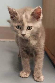 Mystique -  Dilute Tortoiseshell Cat for Adoption in Washburn, Wisconsin - Mystique | PetCurious