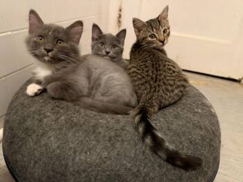 Ella, Curious George and Tiger in foster care -  Domestic Short Hair Cat for Adoption in Ellicott City, Maryland - Ella, Curious George And Tiger In Foster Care | PetCurious