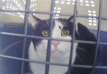 A1269313 -  Domestic Medium Hair Cat for Adoption in Charlotte, North Carolina - A1269313 | PetCurious