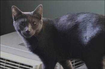 Oscar and Felix -  Domestic Short Hair Cat for Adoption in New Britain, Connecticut - Oscar And Felix | PetCurious