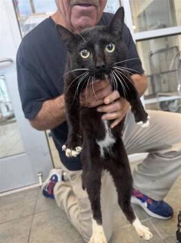 Domestic Short Hair Cats Available for Adoption in San Antonio, Texas - TOMAS | PetCurious