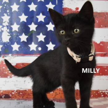 Domestic Medium Hair Cats Available for Adoption in Yuma, Arizona - Milly | PetCurious