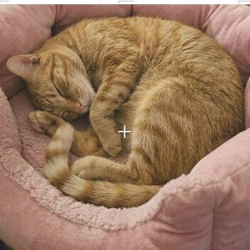 Tinsel -  Domestic Short Hair Cat for Adoption in Huddleston, Virginia - Tinsel | PetCurious