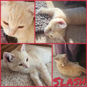 Slash -  Domestic Short Hair Cat for Adoption in Newberg, Oregon - Slash | PetCurious