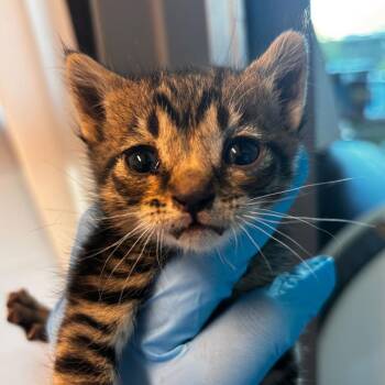 Estelle -  Domestic Short Hair Cat for Adoption in Matteson, Illinois - Estelle | PetCurious
