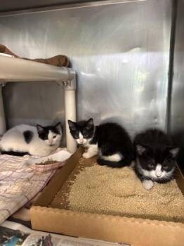 Aramis -  Domestic Short Hair Cat for Adoption in Morristown, New Jersey - Aramis | PetCurious