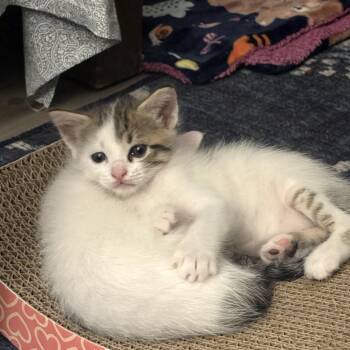 Honey Bee -  Domestic Short Hair Cat for Adoption in Los Angeles, California - Honey Bee | PetCurious