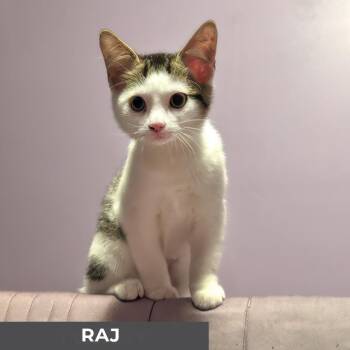 Rescue Domestic Short Hair Cats for Adoption in Toronto, Ontario - Raj | PetCurious