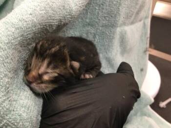 Domestic Long Hair Cats Available for Adoption in Thousand Palms, California - POUNCER | PetCurious