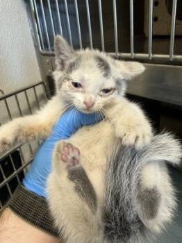 Pickle -  Domestic Short Hair Cat for Adoption in Lafayette, Indiana - Pickle | PetCurious