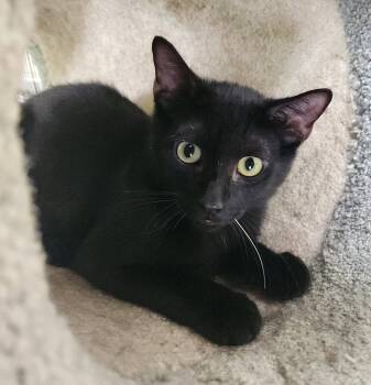 Domestic Short Hair Cats Available for Adoption in Crossville, Tennessee - Prez | PetCurious