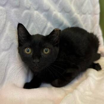Sprout -  Domestic Short Hair Cat for Adoption in Janesville, Wisconsin - Sprout | PetCurious