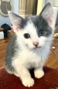 KITTEN CALM OLLIE -  Domestic Short Hair Cat for Adoption in Franklin, Tennessee - KITTEN CALM OLLIE | PetCurious