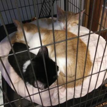 Finley -  Domestic Medium Hair Cat for Adoption in PORT WENTWRTH, Georgia - Finley | PetCurious