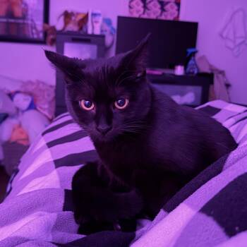 Rescue Domestic Short Hair Cats for Adoption in Rochester Hills, Michigan - Selena | PetCurious