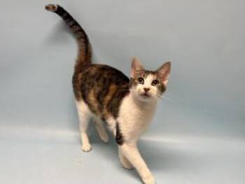 Vhagar -  Domestic Short Hair Cat for Adoption in Woodbury, Minnesota - Vhagar | PetCurious