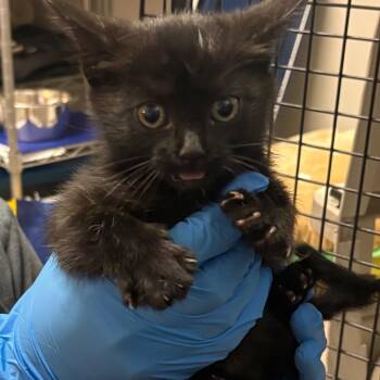 Goodyear -  Domestic Short Hair Cat for Adoption in Oak Park, Illinois - Goodyear | PetCurious