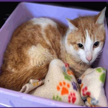 Domestic Short Hair Cats Available for Adoption in Denver, Colorado - Gavin Houston | PetCurious
