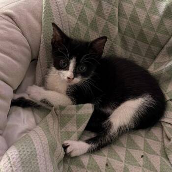 Shake-N-Bake -  Domestic Short Hair Cat for Adoption in Candler, North Carolina - Shake-N-Bake | PetCurious