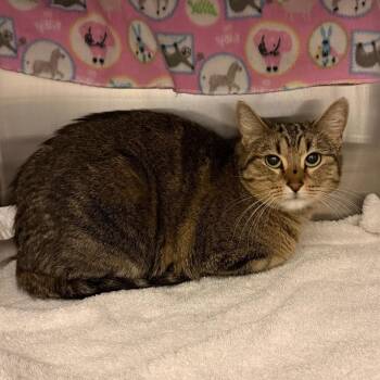 Domestic Short Hair Cats Available for Adoption - Tigra | PetCurious