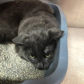 Barron -  Domestic Short Hair Cat for Adoption in Burlington, Ontario - Barron | PetCurious