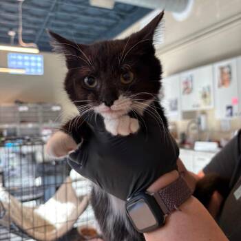 Lampent -  Domestic Short Hair Cat for Adoption in Huntington, West Virginia - Lampent | PetCurious