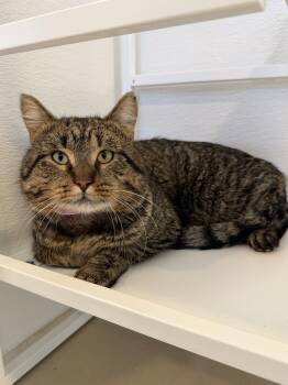 Domestic Short Hair Cats Available for Adoption - Prime Roast | PetCurious