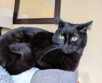 Domestic Short Hair Cats Available for Adoption in Sunnyvale, California - Nori | PetCurious