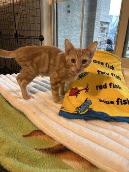 Bobble -  Domestic Medium Hair Cat for Adoption in Tucson, Arizona - Bobble | PetCurious