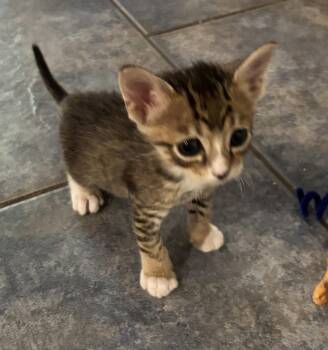 Gyozolo -  Tabby and Domestic Short Hair Cat for Adoption in Buford, Georgia - Gyozolo | PetCurious