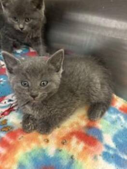 Domestic Short Hair Cats Available for Adoption in Black River Falls, Wisconsin - Misty | PetCurious