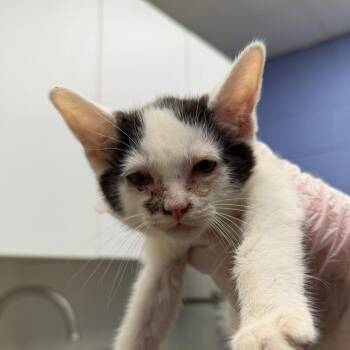 Rufus -  Domestic Short Hair Cat for Adoption in Stillwater, Oklahoma - Rufus | PetCurious