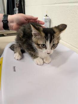 TEDDY -  Domestic Short Hair Cat for Adoption in St. Peters, Missouri - TEDDY | PetCurious