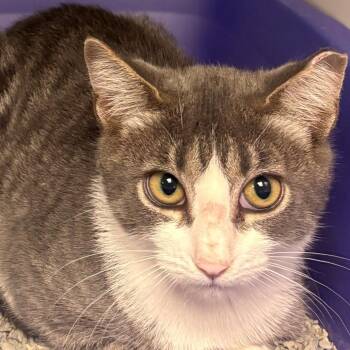 Chick Pea -  Domestic Short Hair Cat for Adoption in East Hanover, New Jersey - Chick Pea | PetCurious