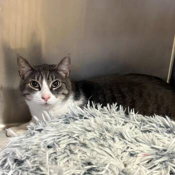 Domestic Short Hair Cats Available for Adoption in Chehalis, Washington - Chronos | PetCurious